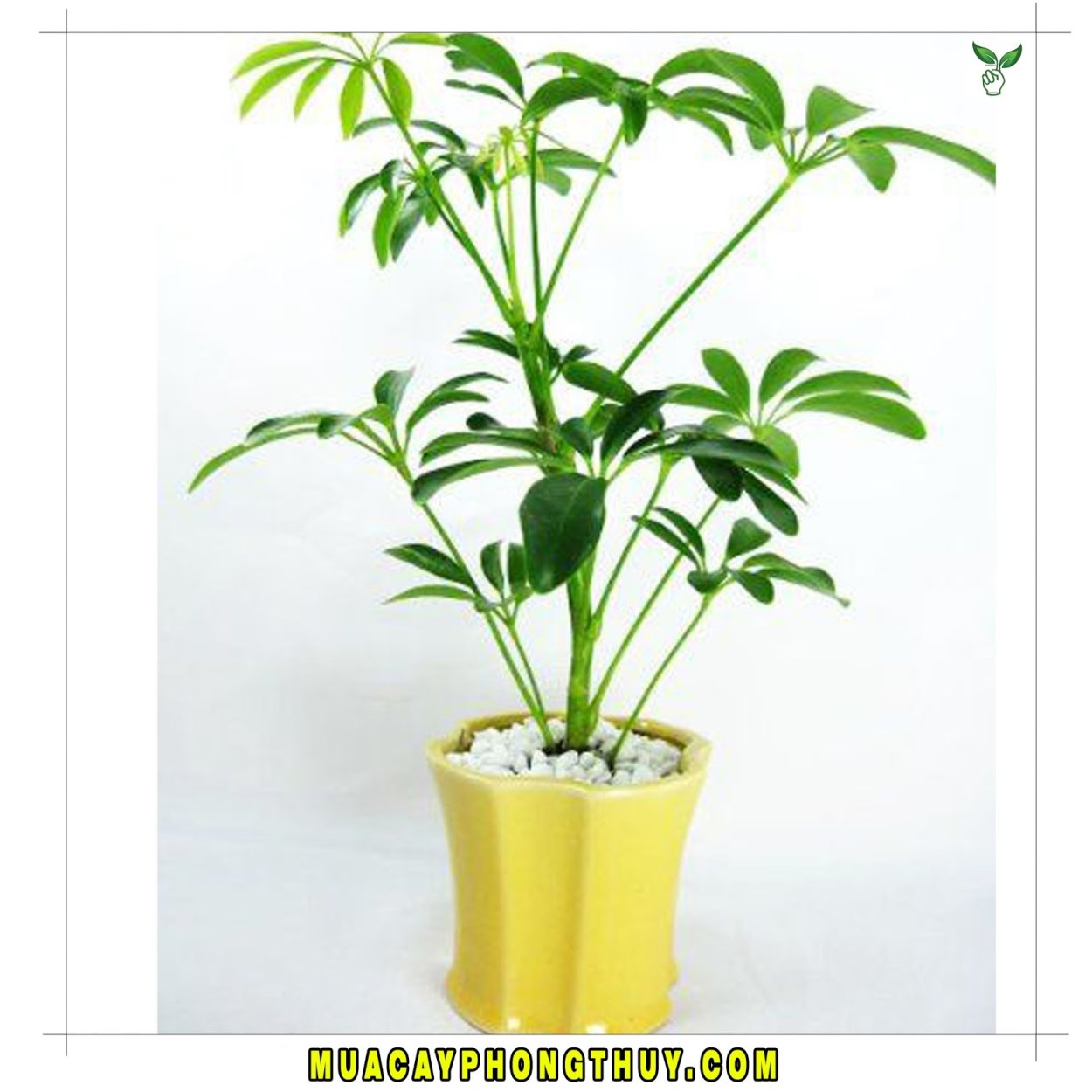 Schefflera, Umbrella Plant