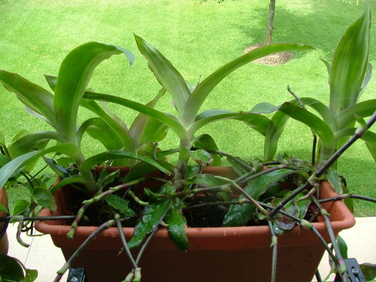 Каллизия душистая золотой ус