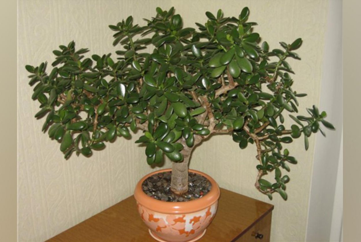 Толстянка древовидная денежное дерево