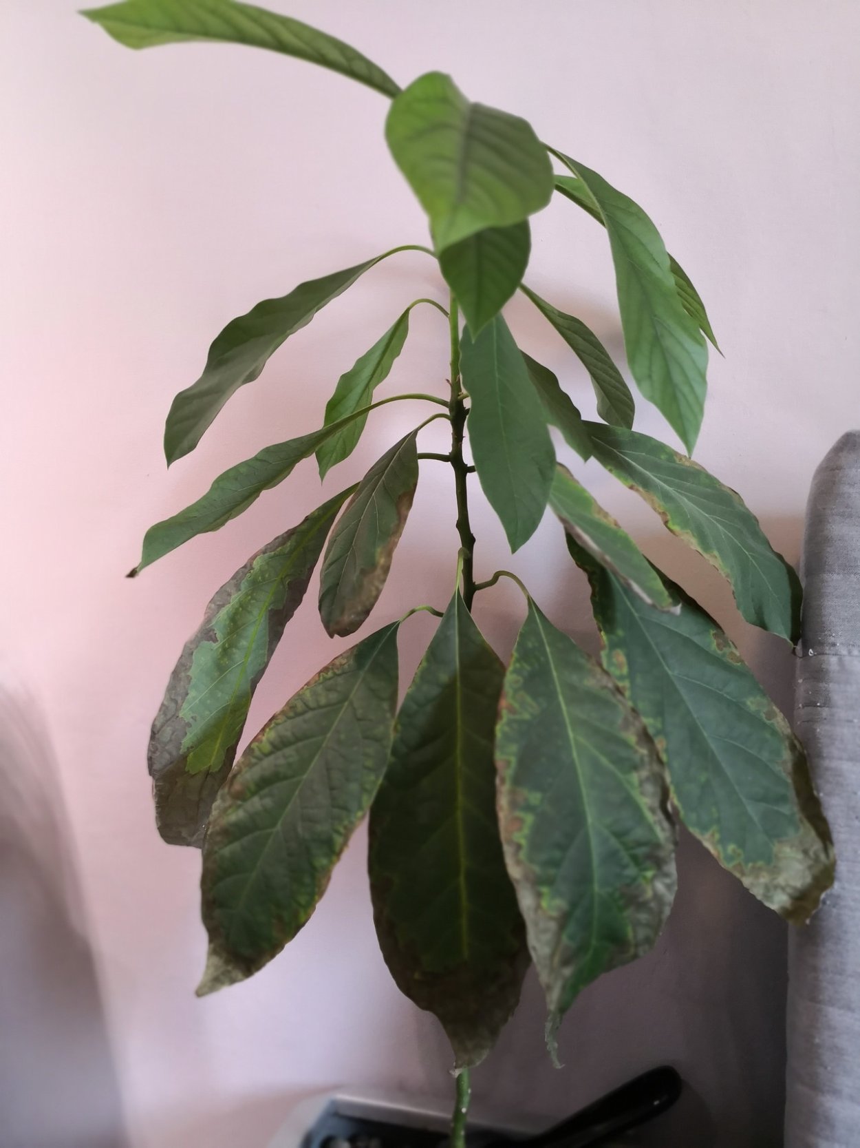 Авокадо цветок домашний