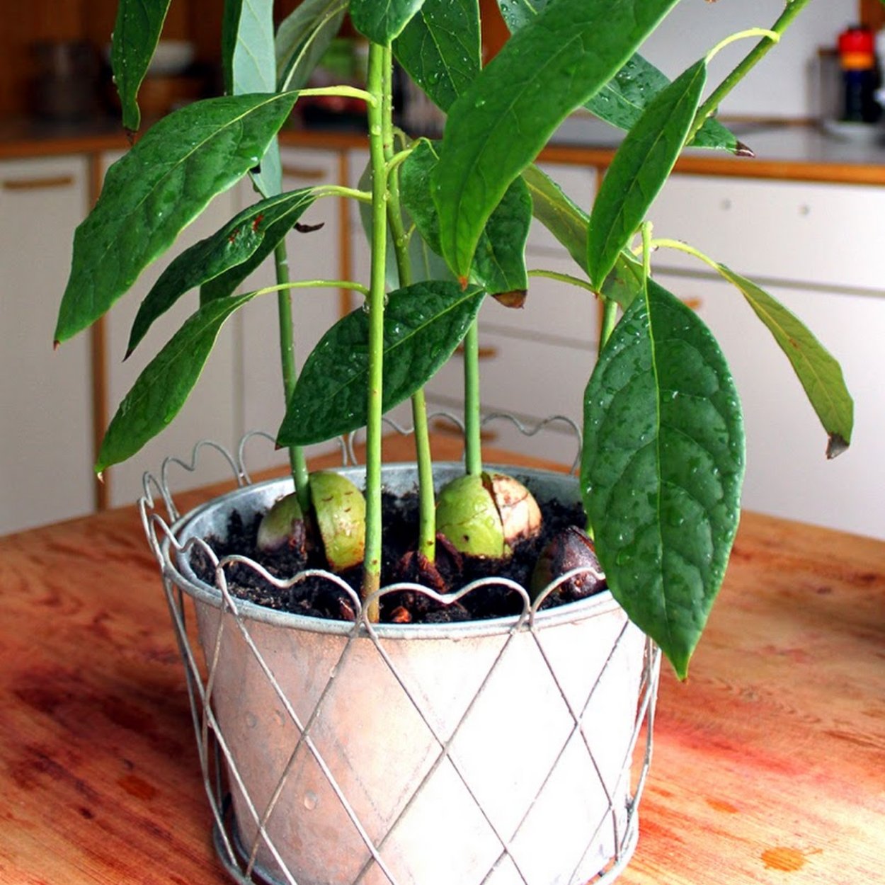 Стебель авокадо