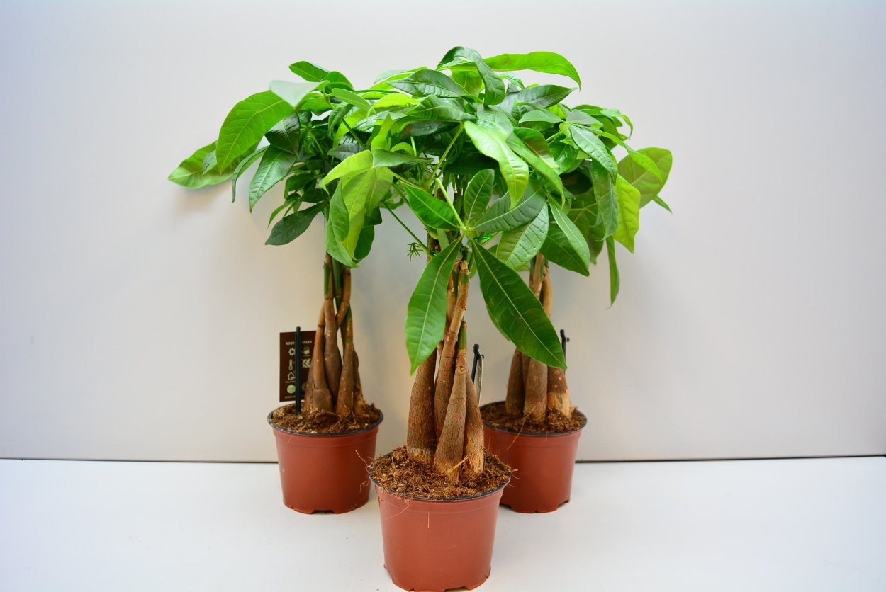 Пахира Акватика баобаб