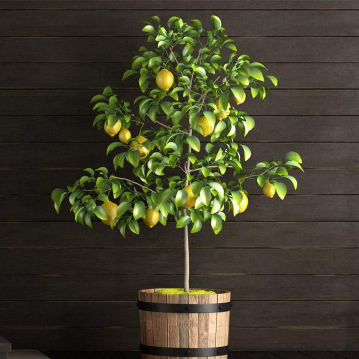 Lemon Tree (лимонное дерево)