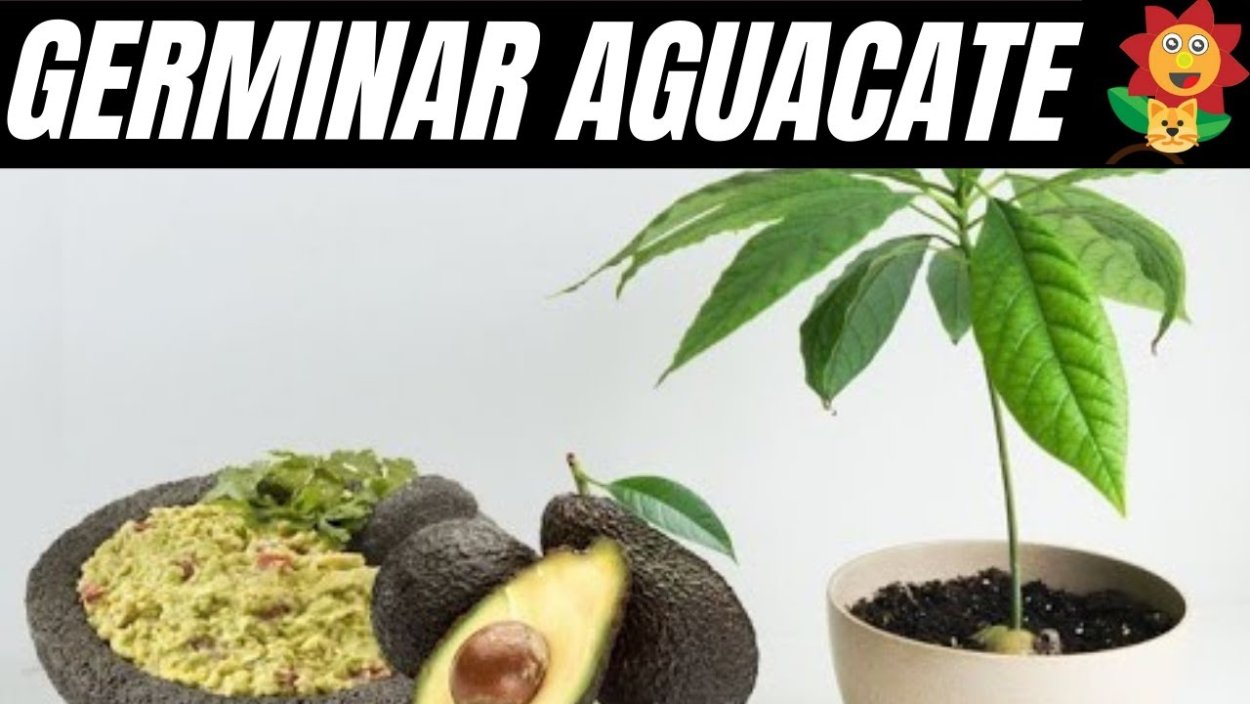 Косточка авокадо в горшке