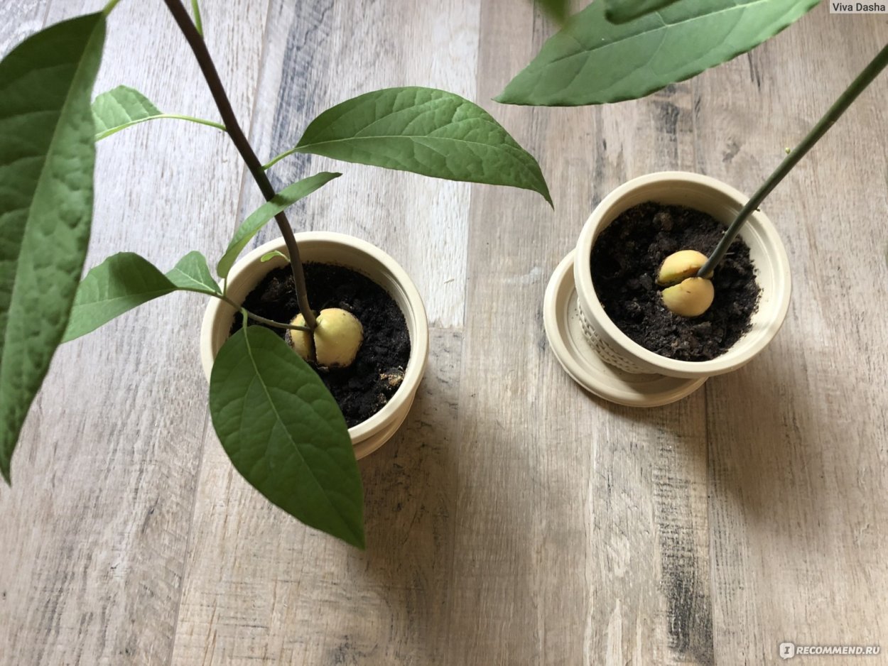 Авокадо дома