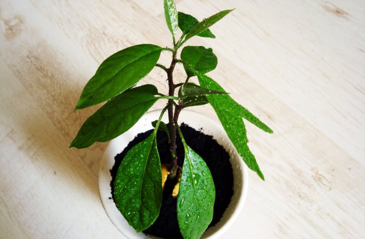 Кустик авокадо