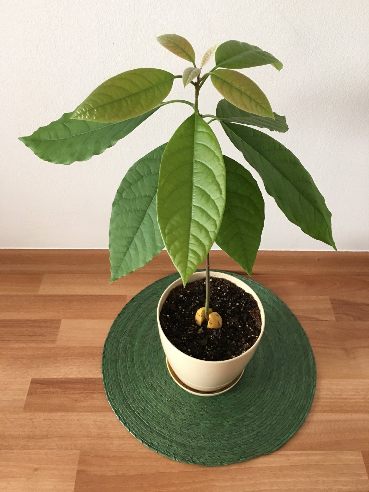 Авокадо дерево