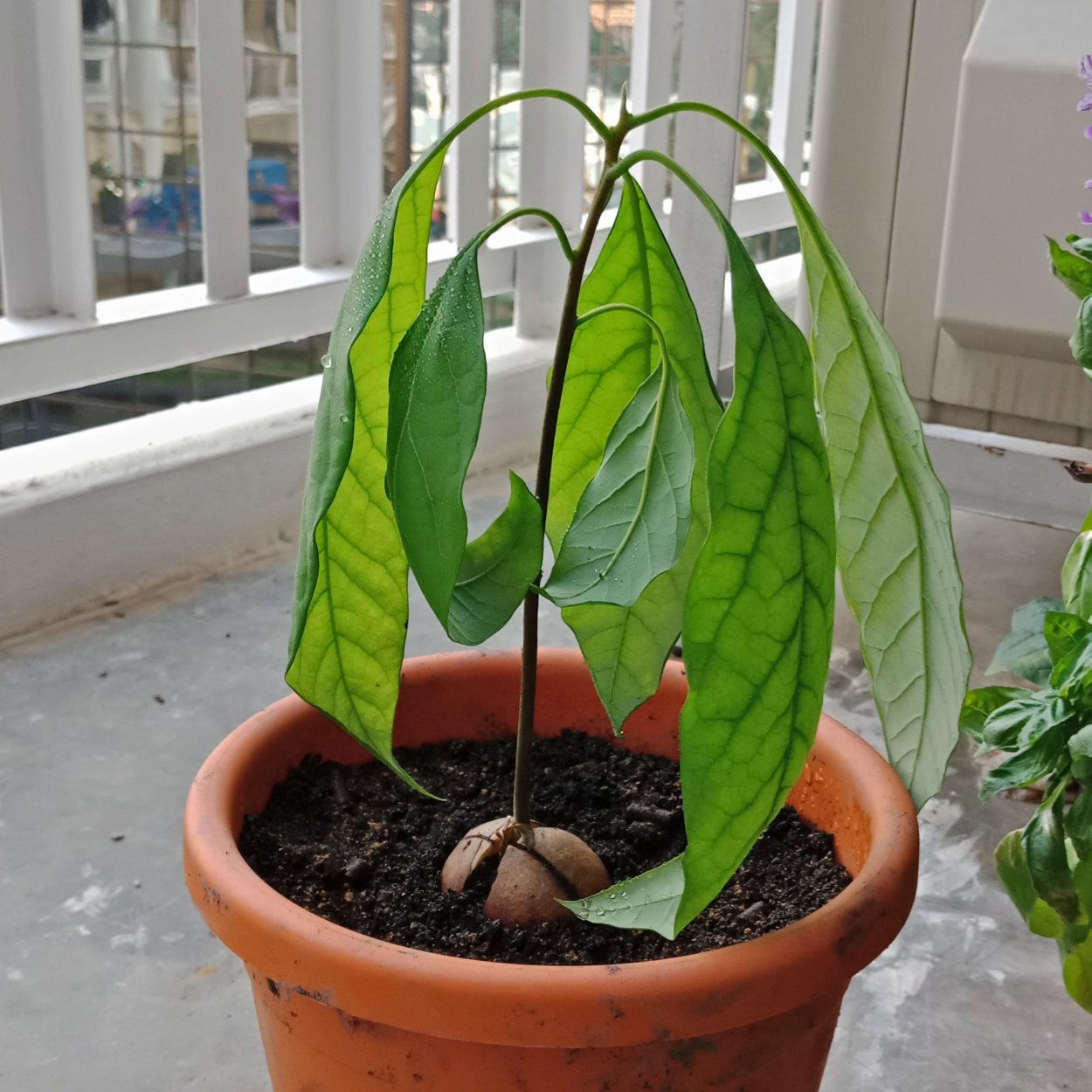 Авокадо чахнет