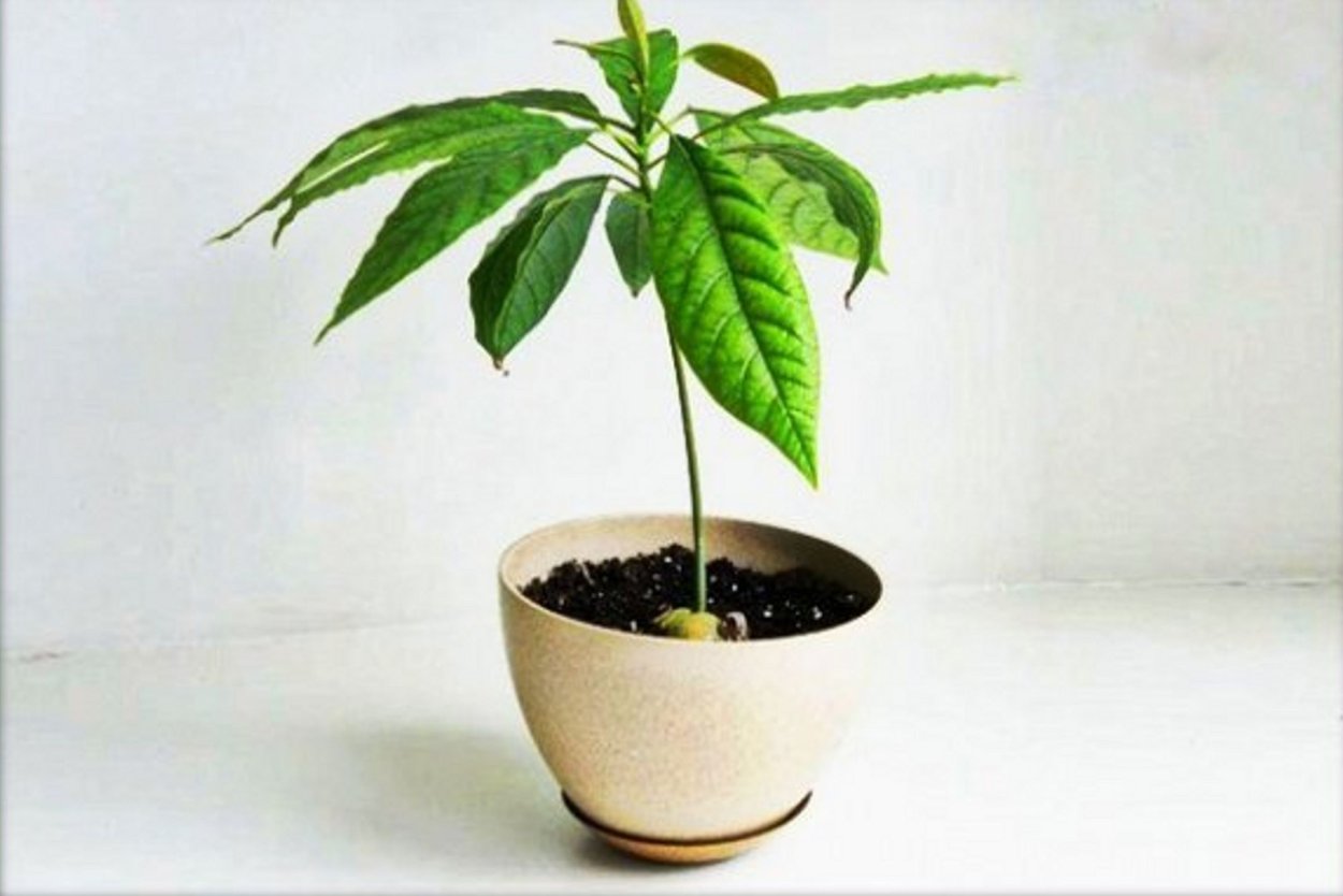 Авокадо в горшке