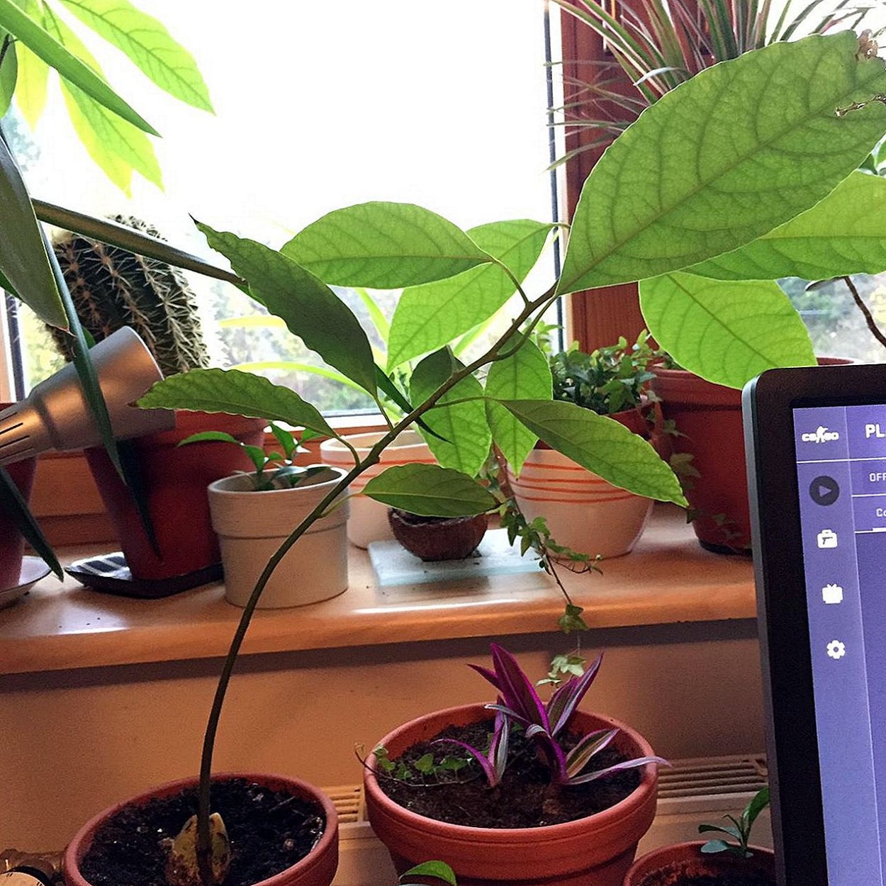 Растение авокадо спит ночью