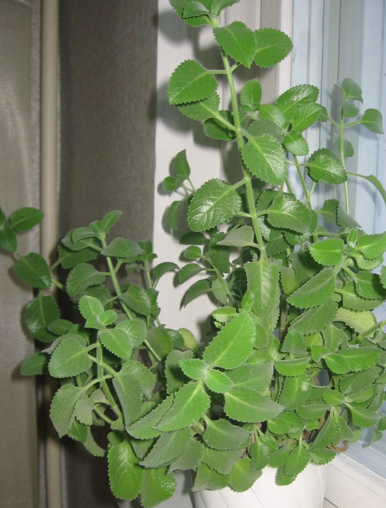 Плектрантус мольное дерево