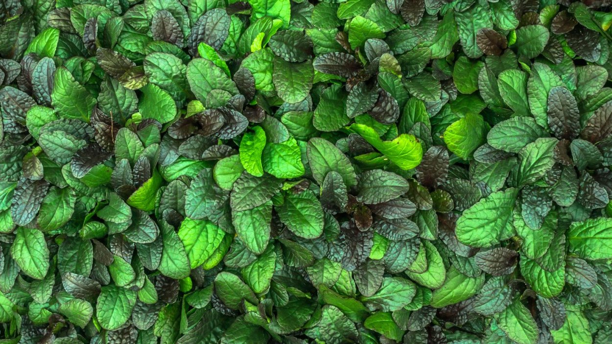 Мята длиннолистная