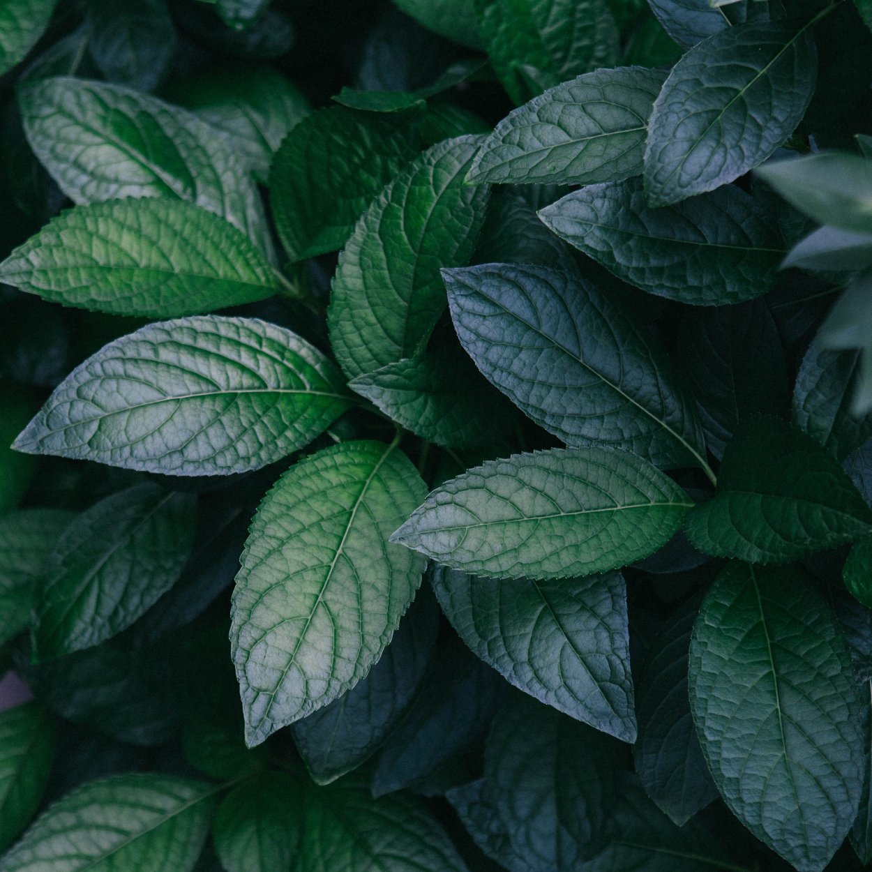 Зелёные растения