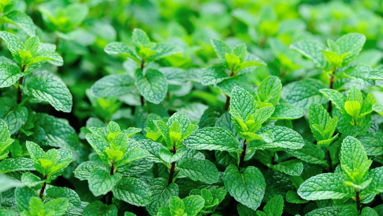 Мята перечная Garden Mint