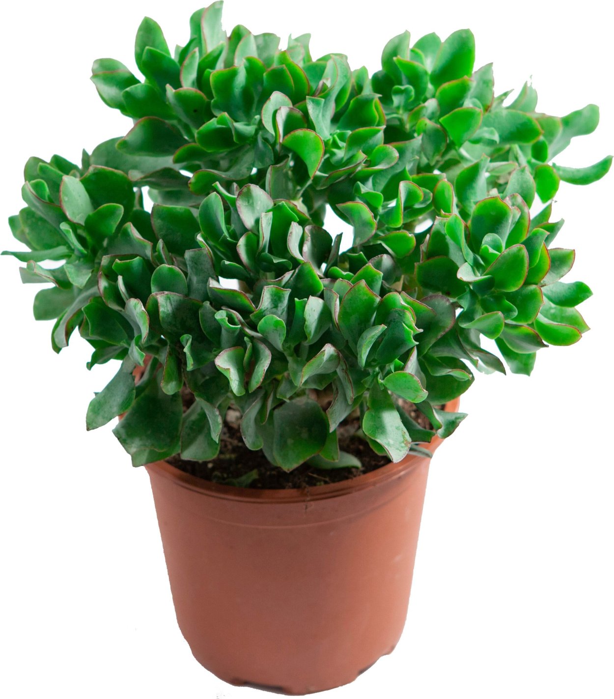 Крассула Овата