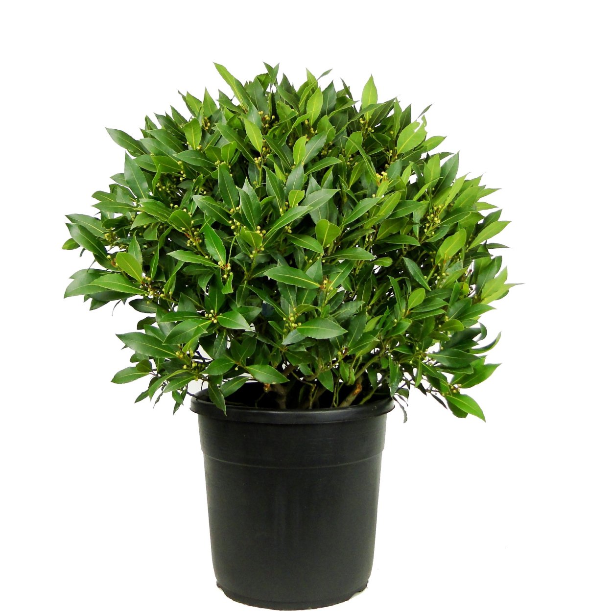 Лавр Нобилис, d-9. h25