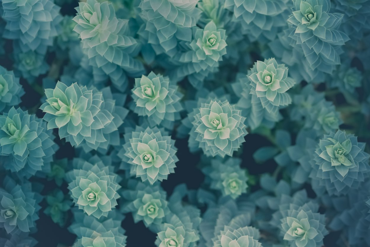 Суккуленты Эстетика Аквамарин