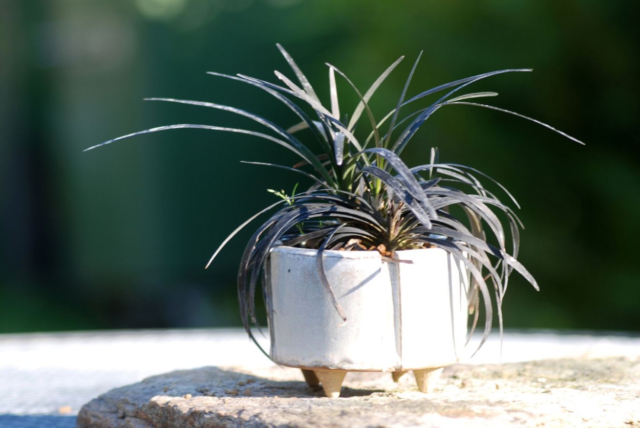 Цветок Офиопогон