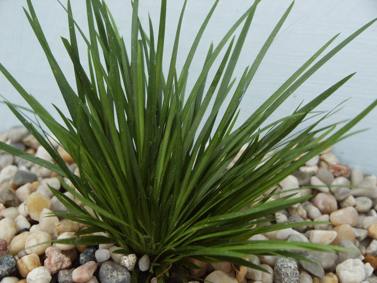 АИР злаковидный