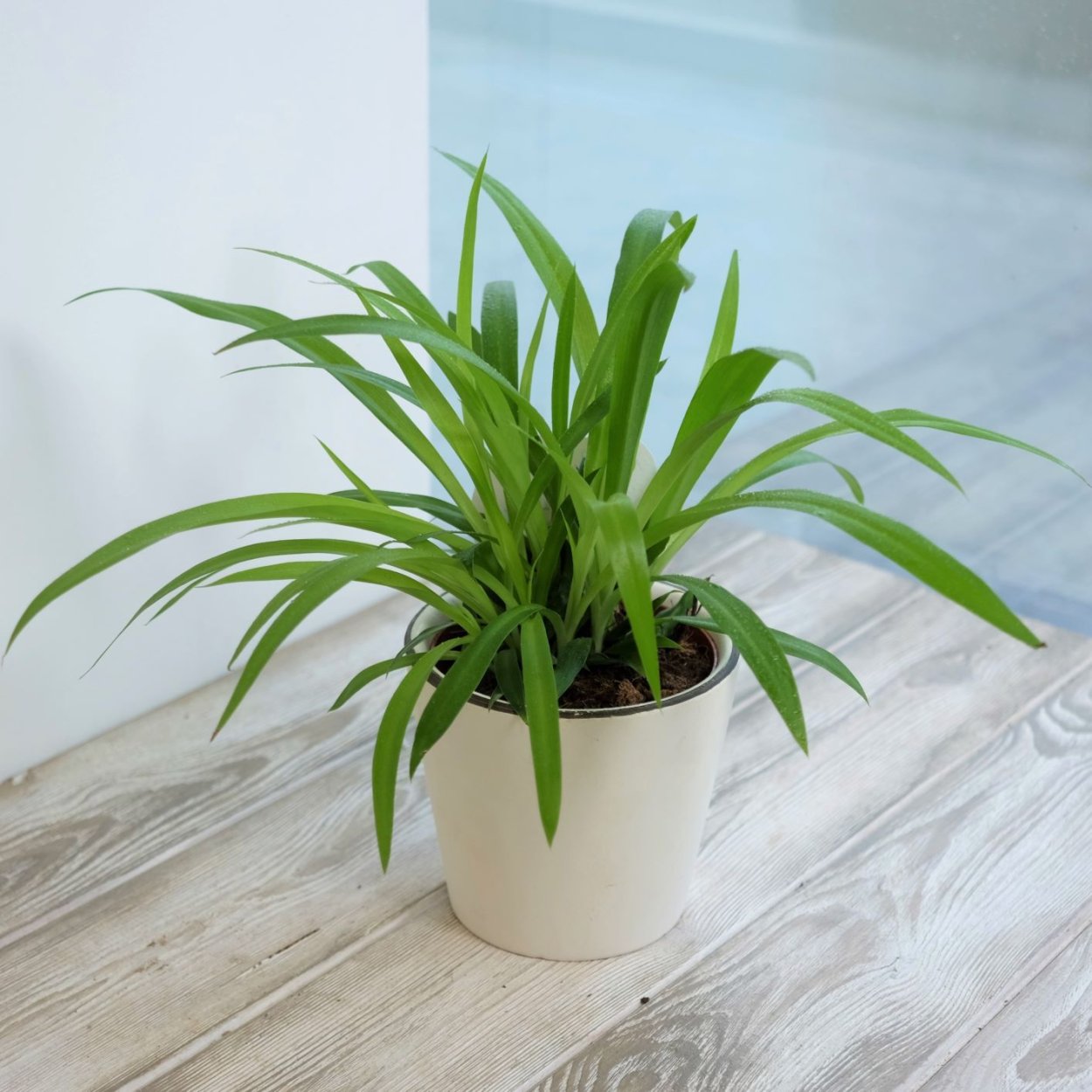 Хлорофитум лимон