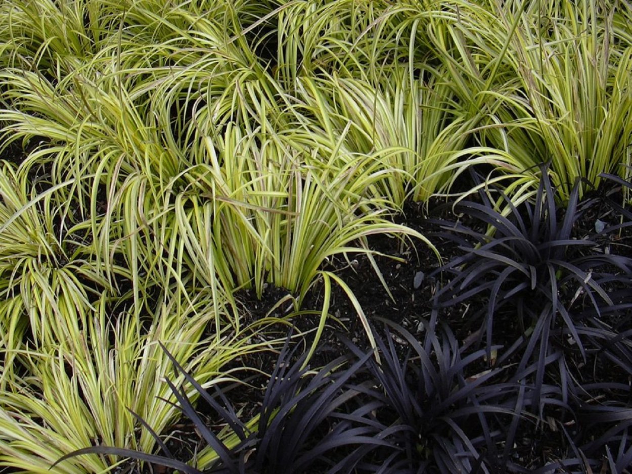 Ophiopogon planiscapus nigrescens