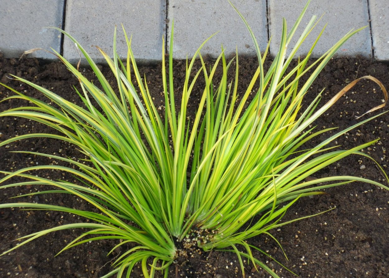 АИР злаковидный огон