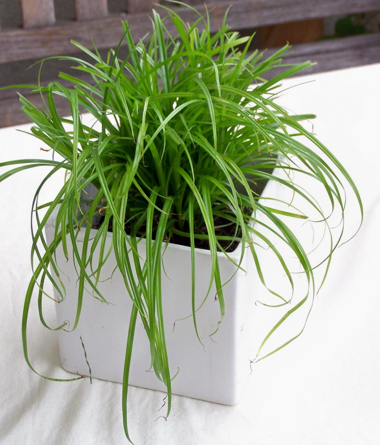 Циперус Папирус комнатный