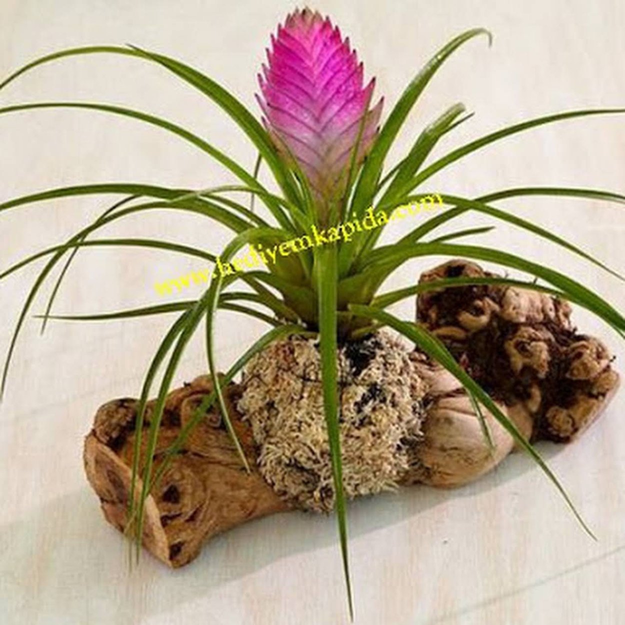 Тилландсия посадка