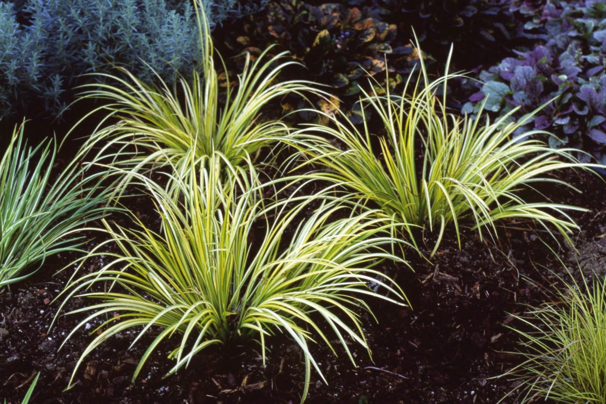 АИР злаковидный Аргентеостриатус