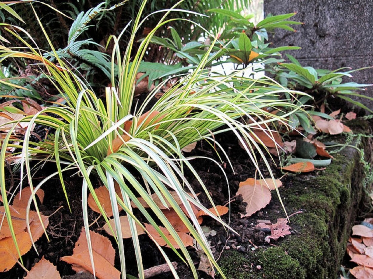 АИР злаковидный цветение