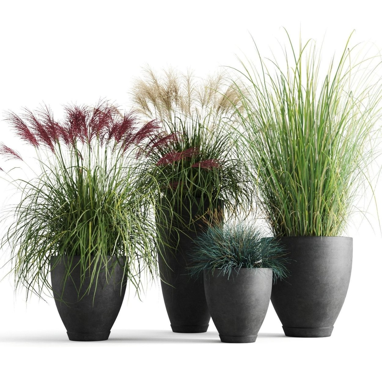 Мискантус в горшке