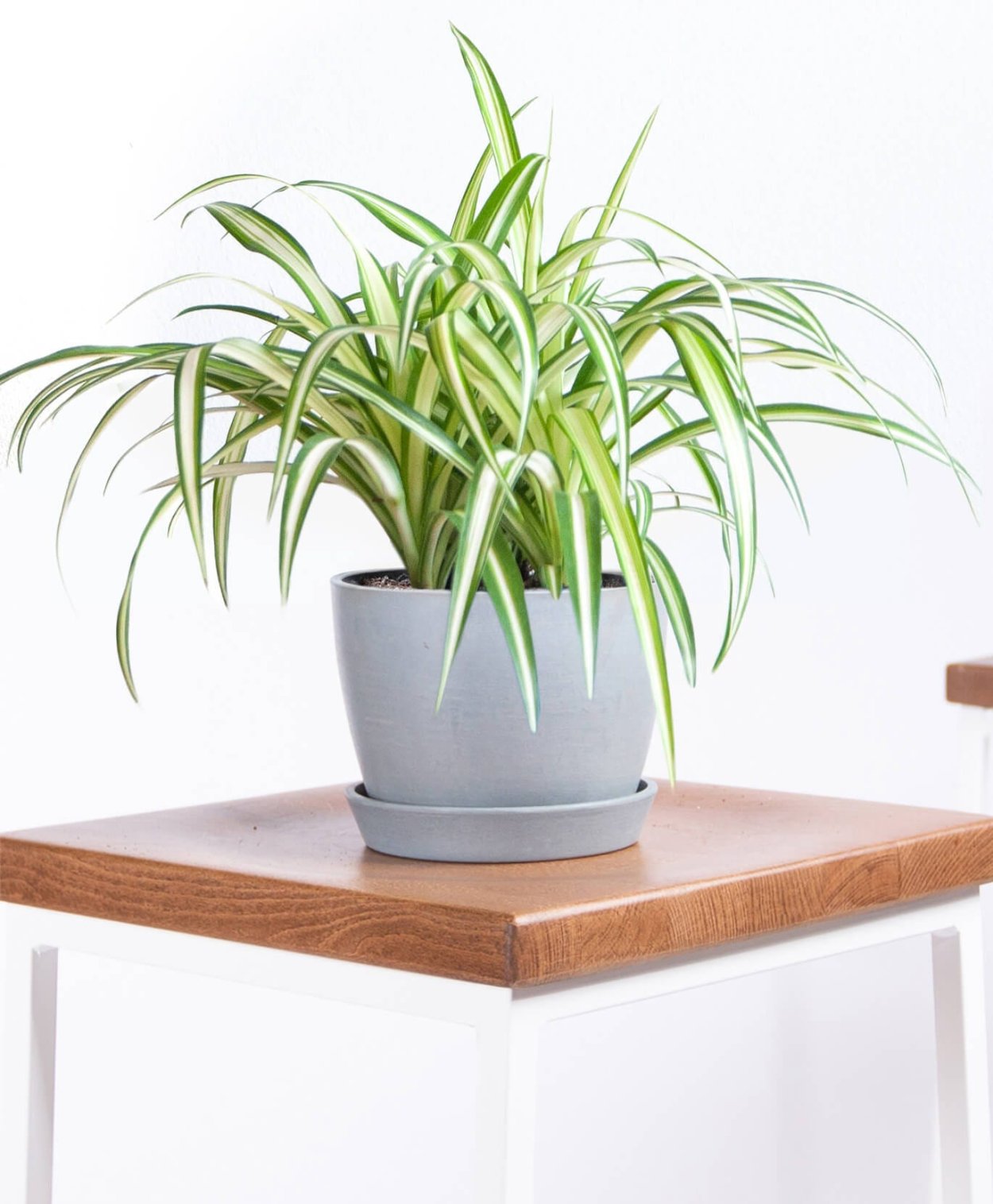 Хлорофитум Плант