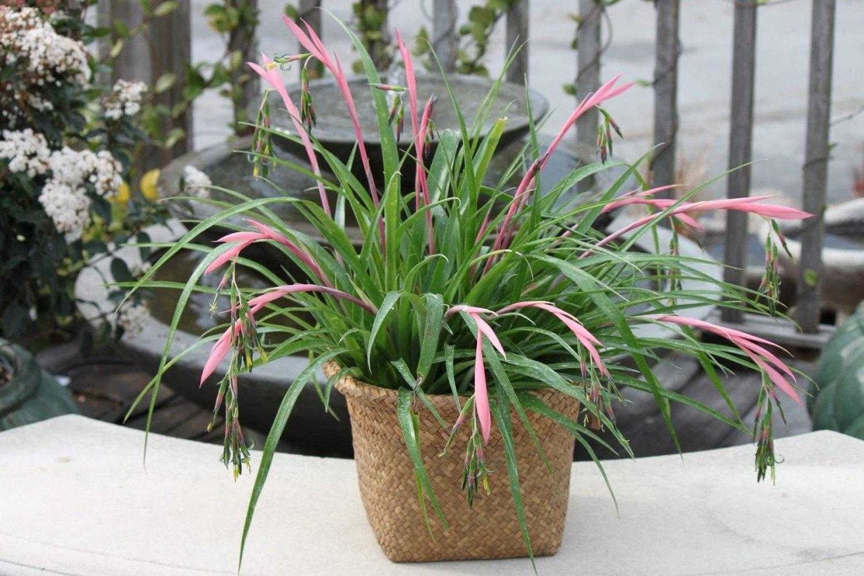 Бильбергия пониклая