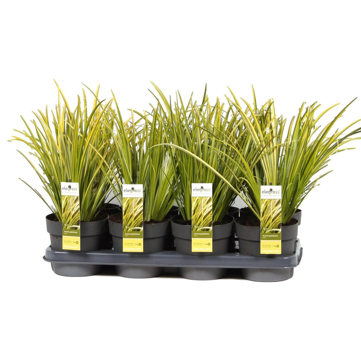 Злаковидные растения АИР