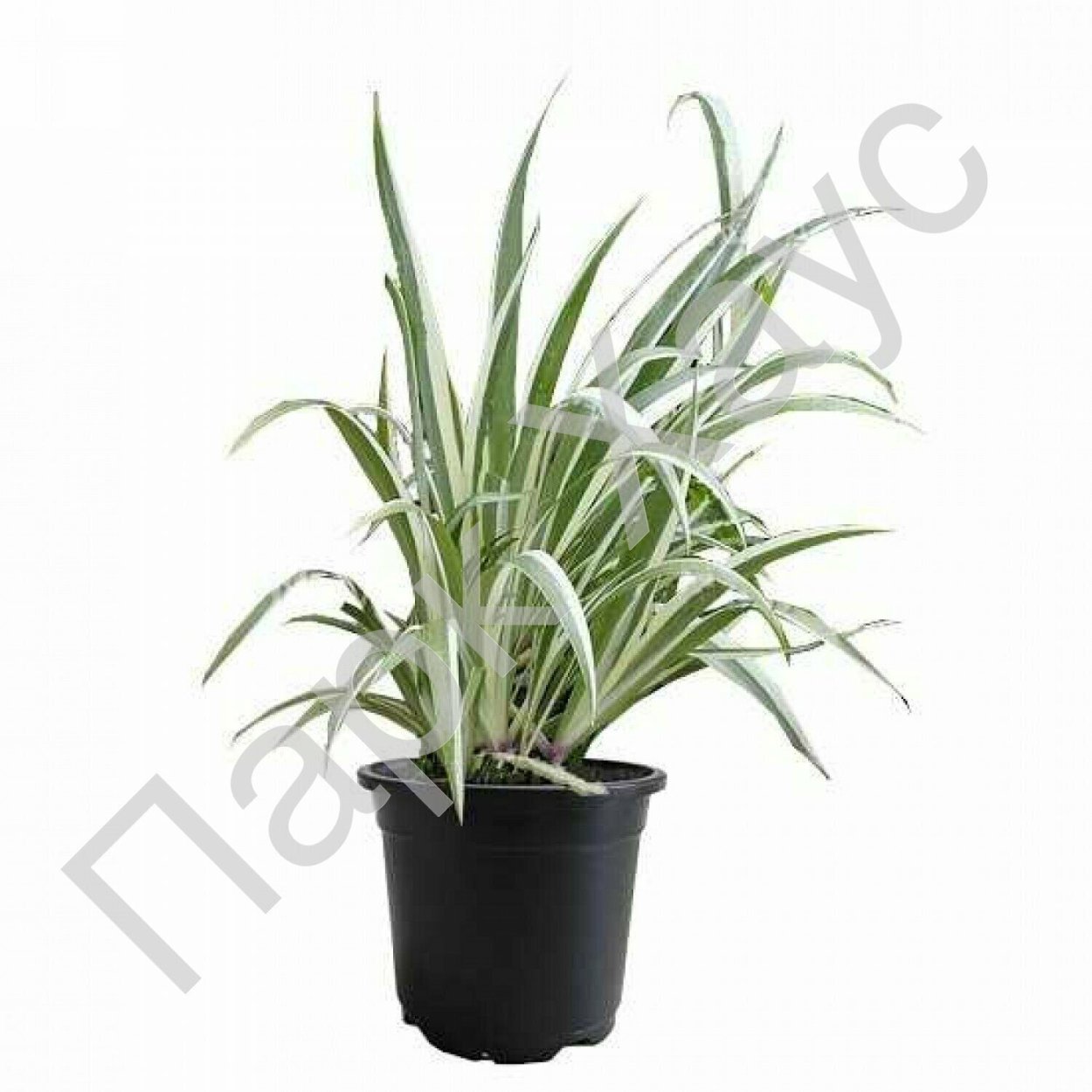 Variegated Sweet Flag