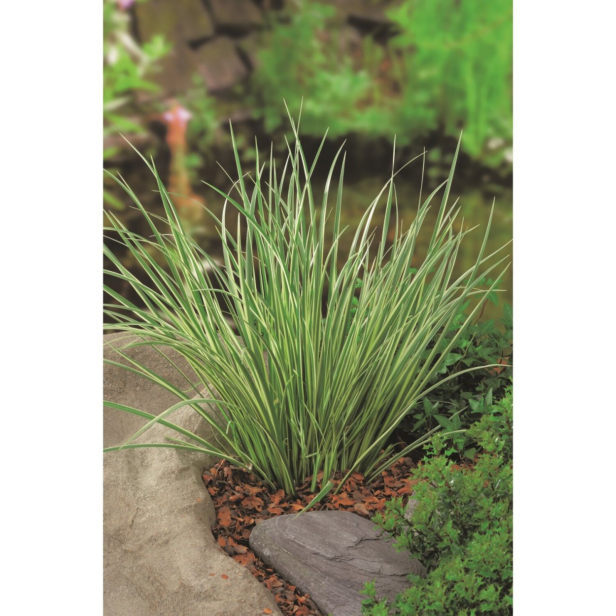 АИР злаковидный комнатный