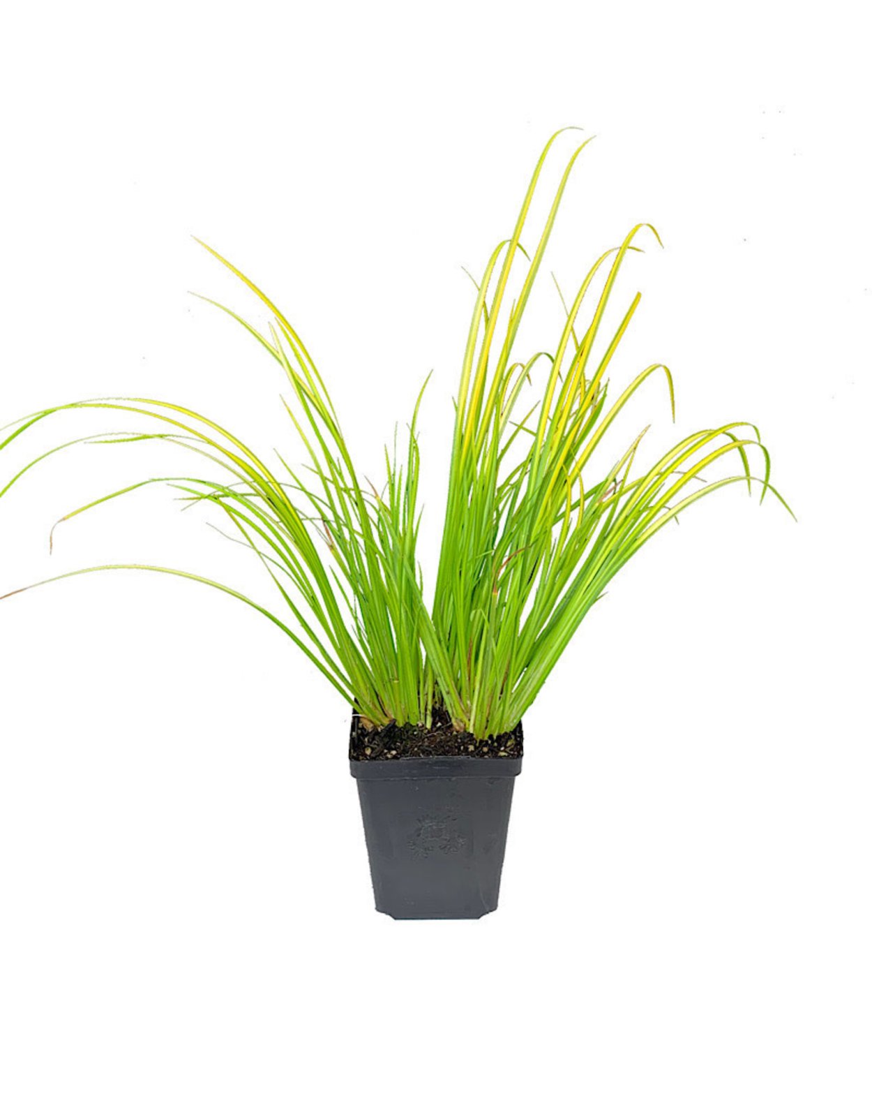 АИР злаковидный ogon