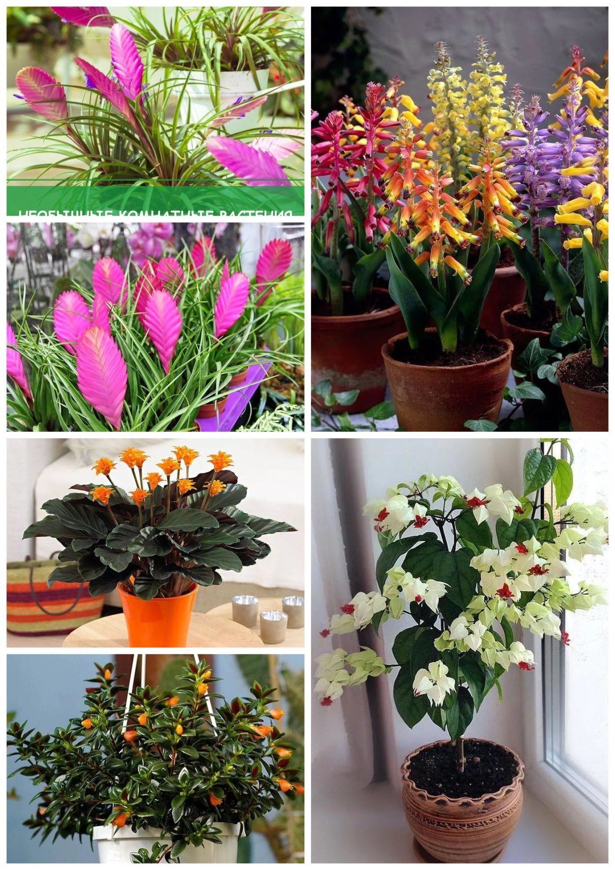 Самые неприхотливые и красивые комнатные цветы и цветущие