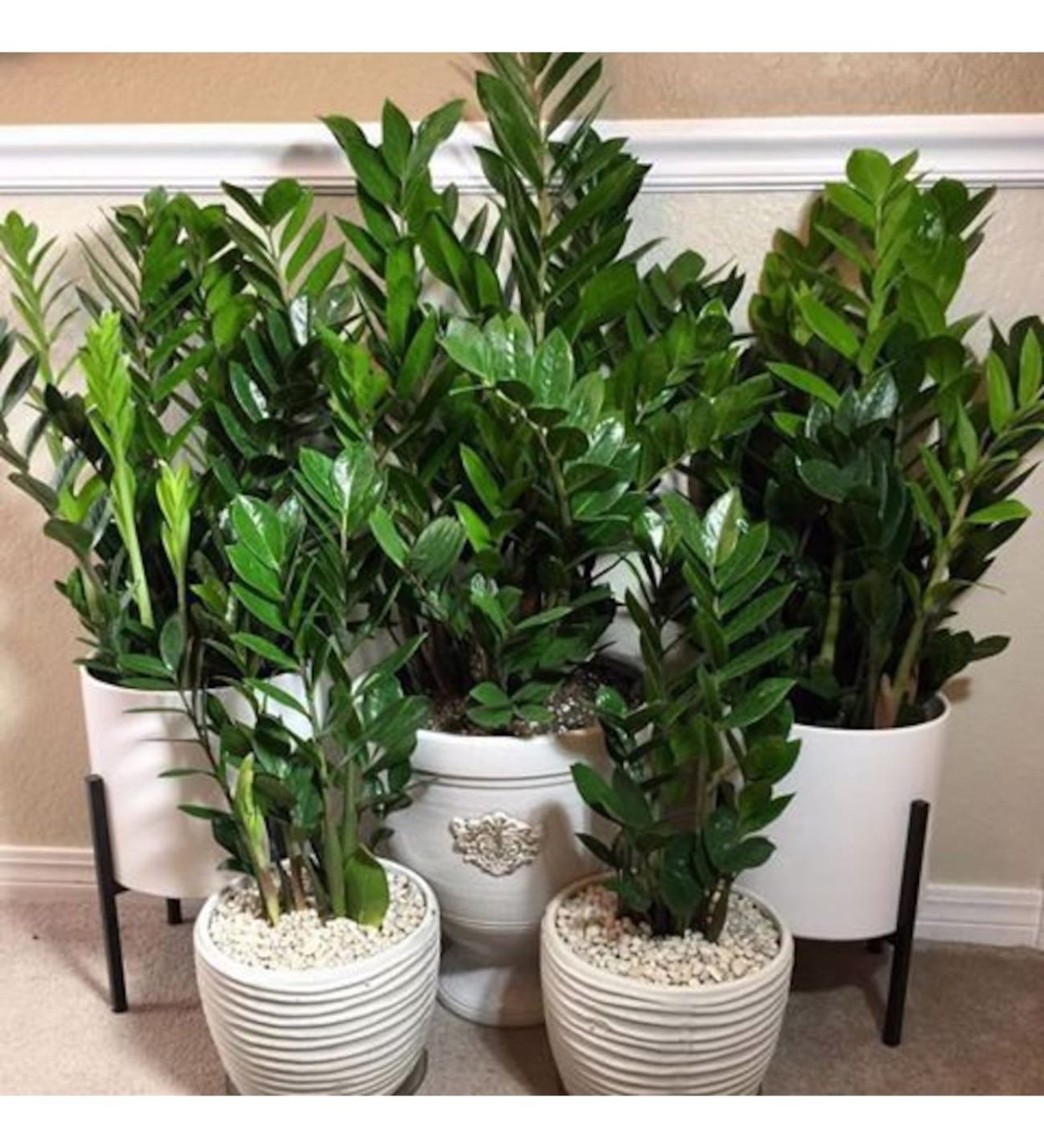 Замиокулькас зизи