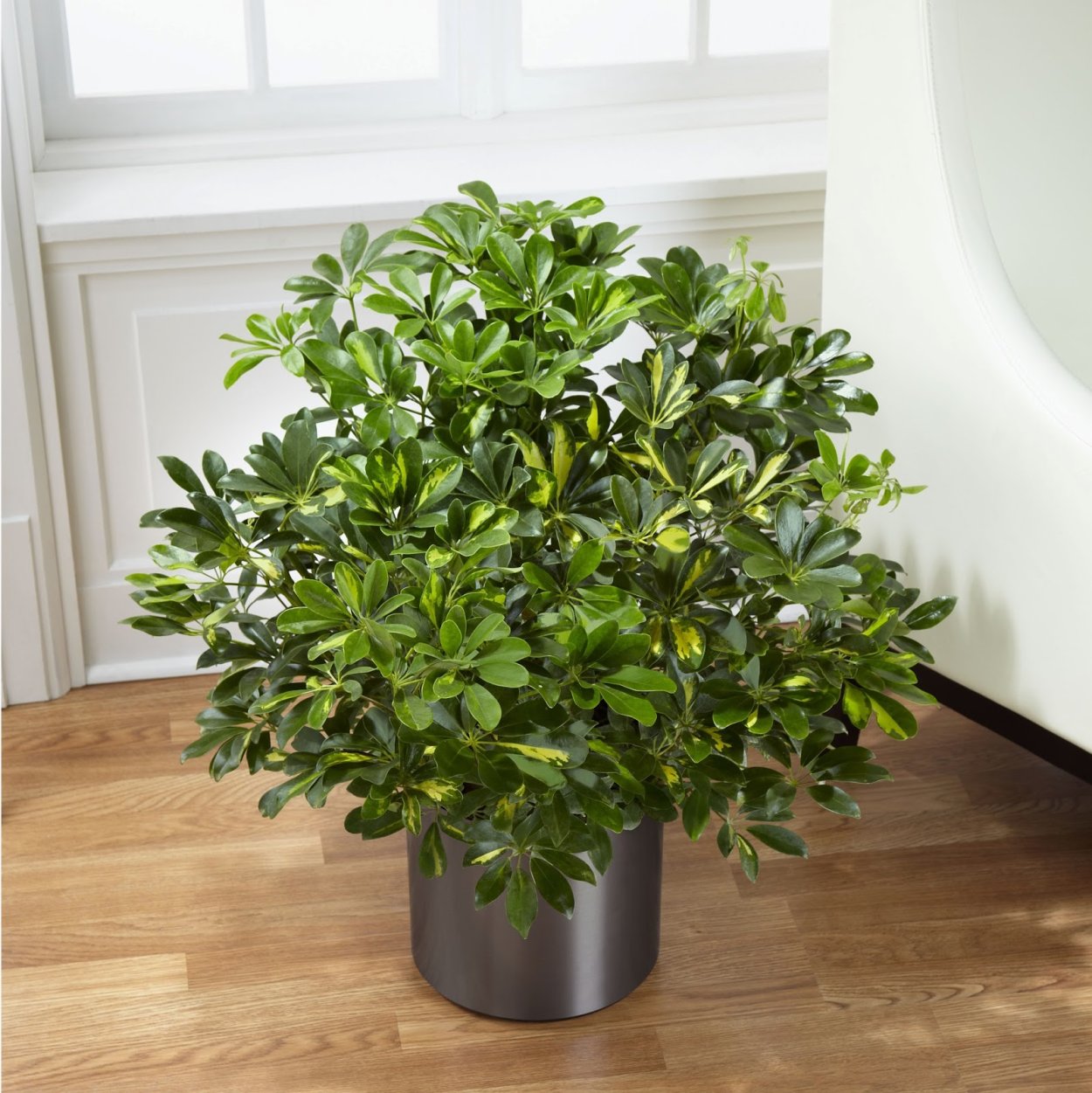 Schefflera arboricola цветок
