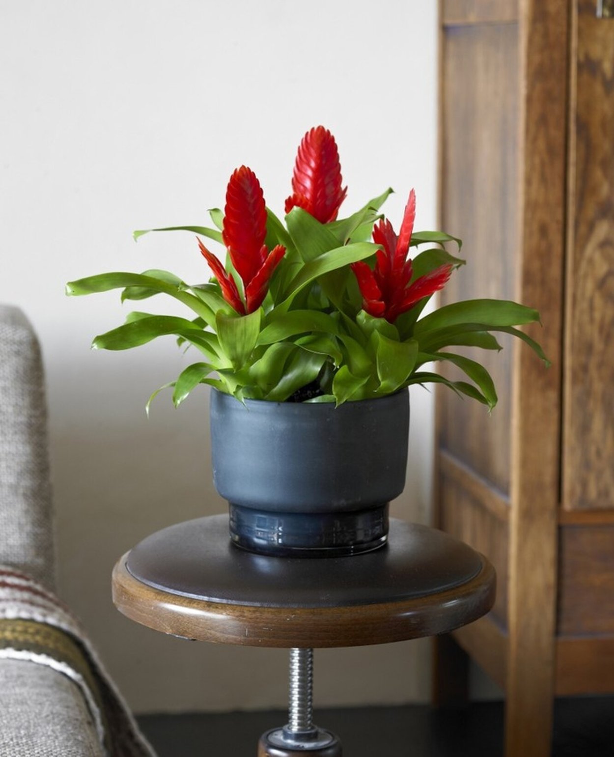 Красивые комнатные цветы неприхотливые