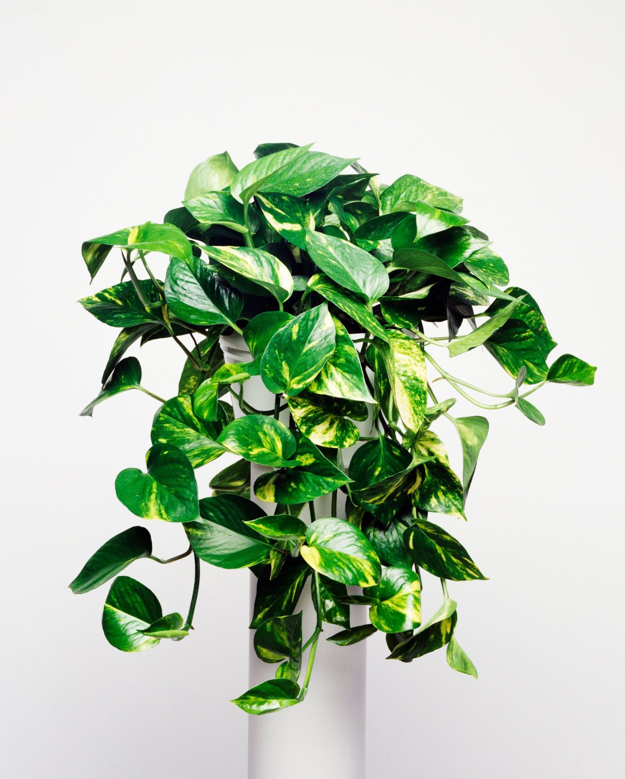 Сциндапсус Вьюн Лиана