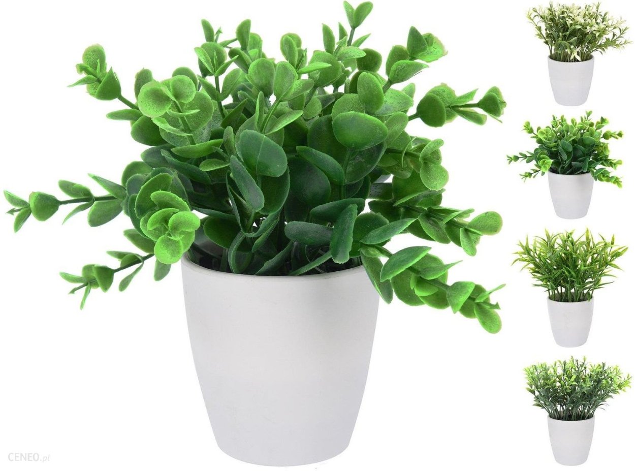 Растение в горшке