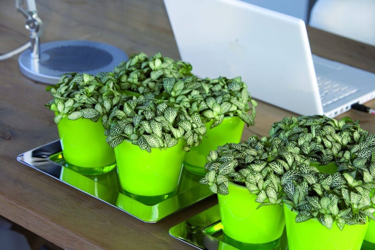 Фиттония и Суккуленты