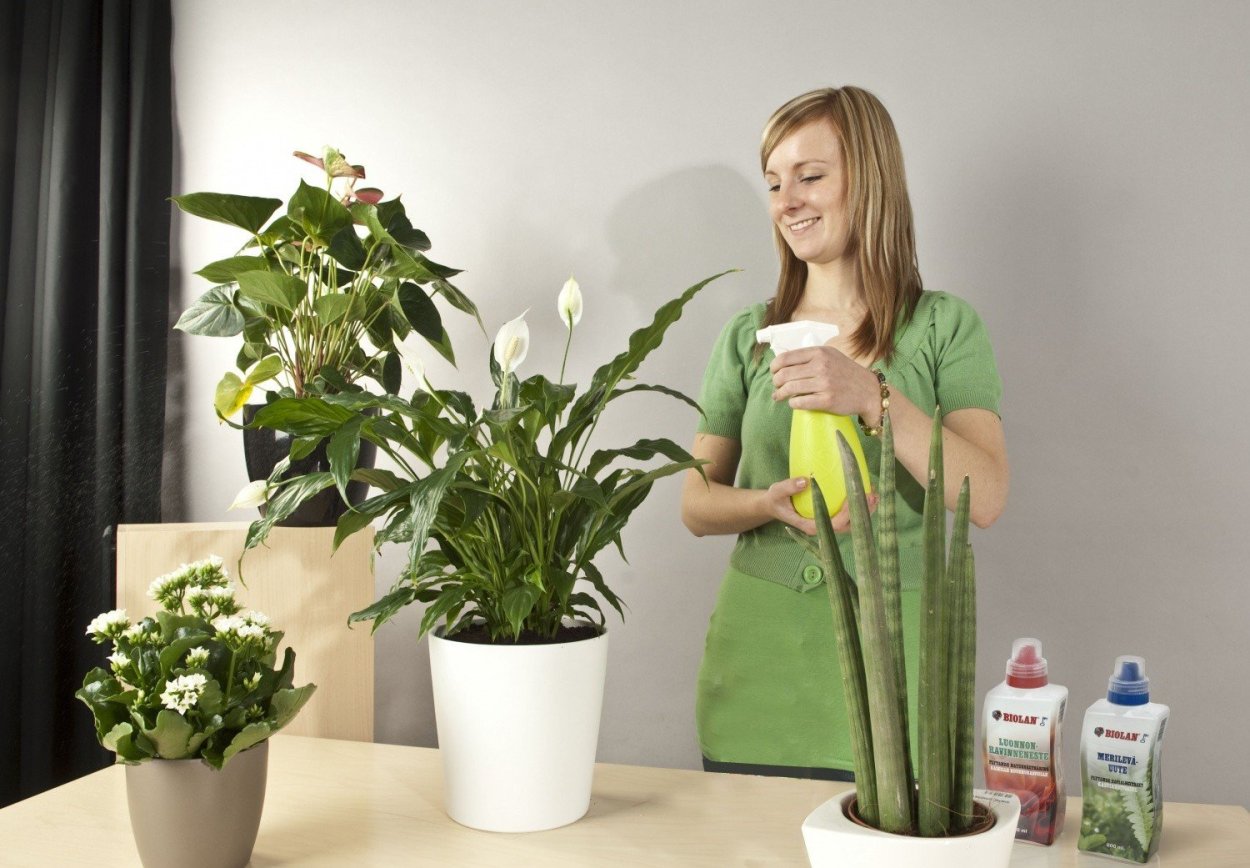 Цветы не требующие полива