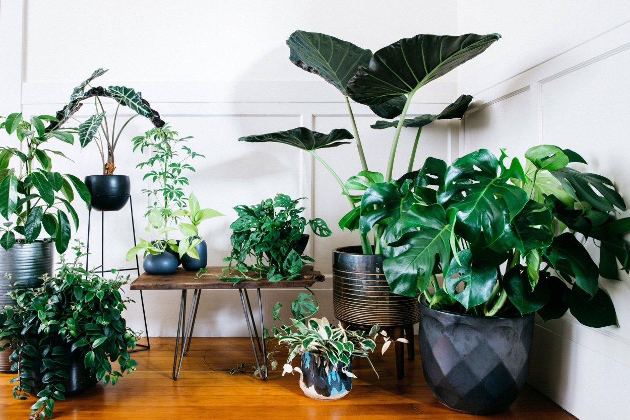 Монстера houseplants