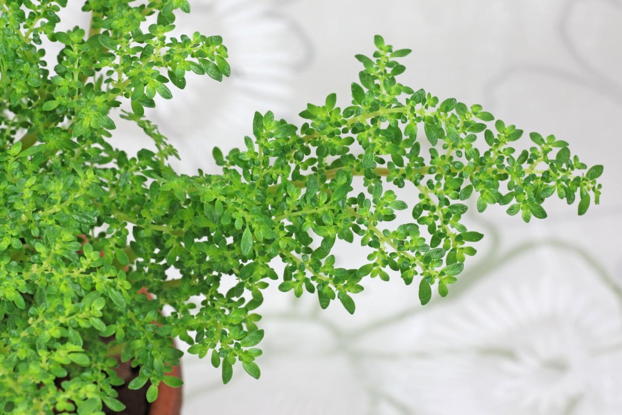 Пилея мелколистная ампельные