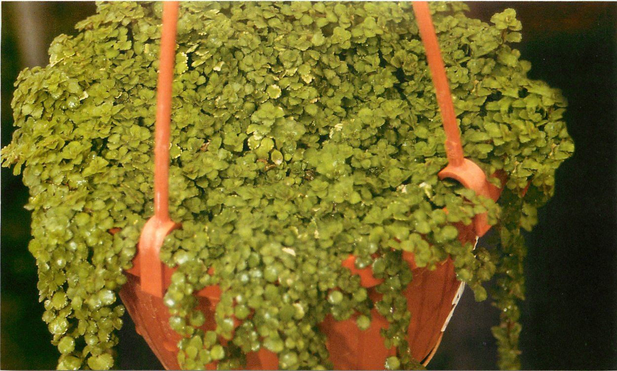 Пилея мелколистная ампельные