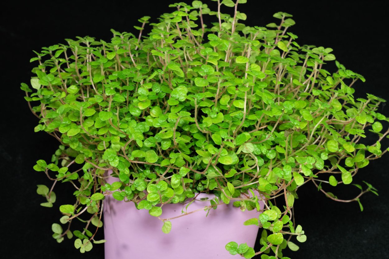 Солейролия цветение