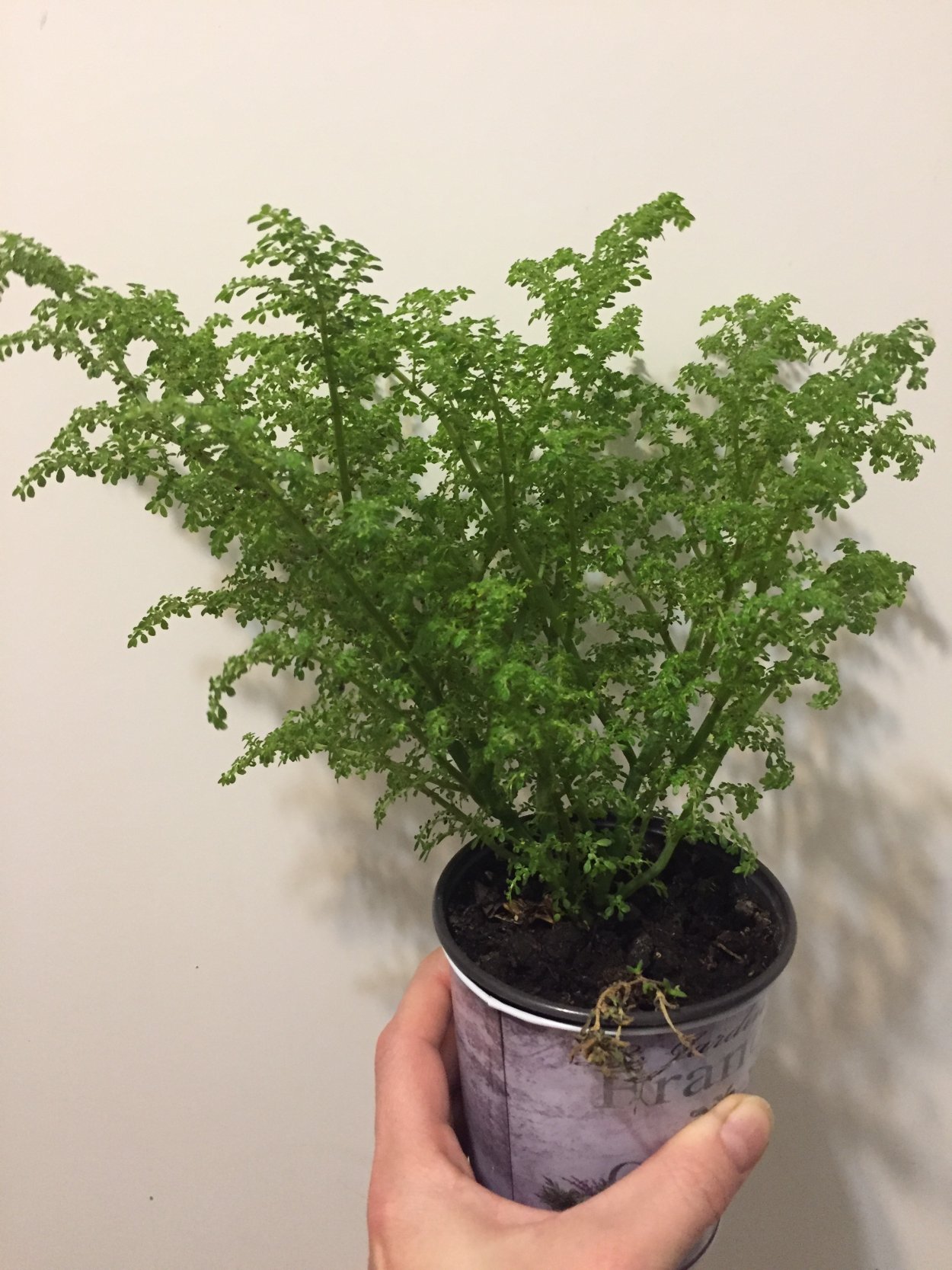 Пилея мелколистная